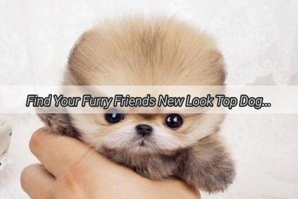 Find Your Furry Friends New Look Top Dog Grooming Salons in Neijiang Unveiled